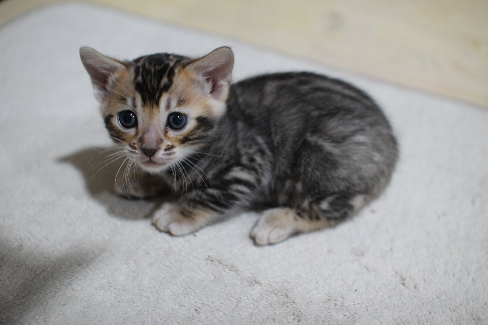 하루가 다르게 쑥쑥 크고 있는 뱅갈고양이 여아예요~ 관련 이미지 1