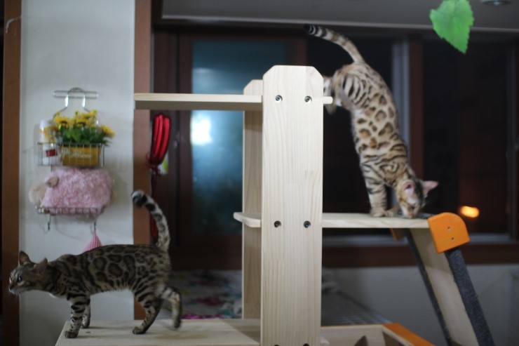 뱅갈고양이 미남 로한이와 아이들... 관련 이미지 1