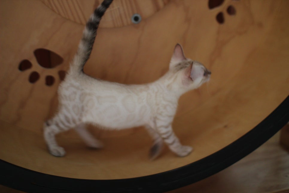 스노우뱅갈고양이 고급스러움을 자아내는 아이들 관련 이미지 12