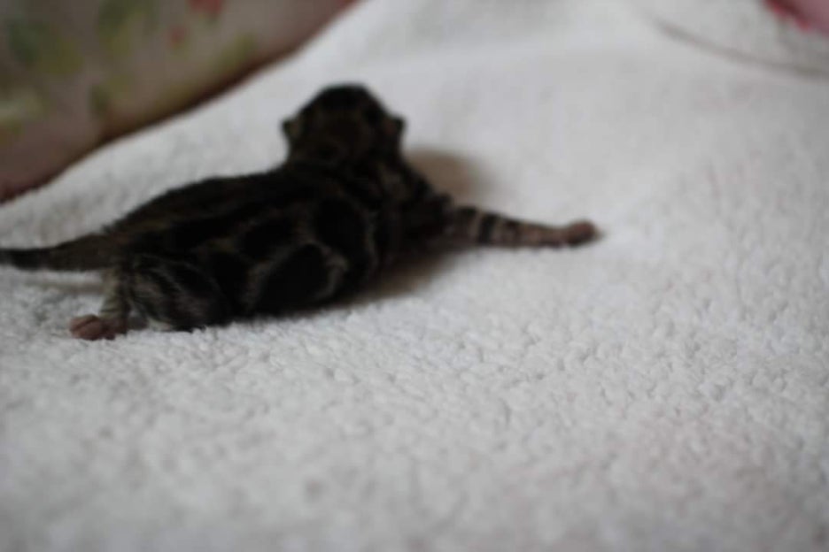 빅로젯 브라운 뱅갈고양이 보이예요~ 관련 이미지 4