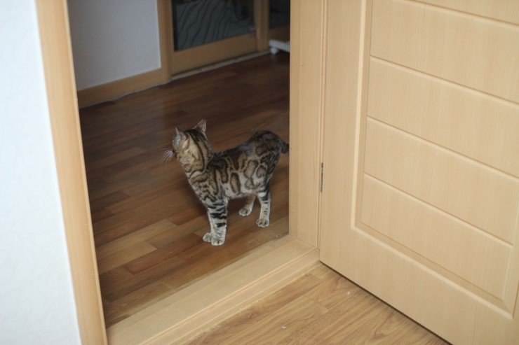 뱅갈고양이 장고 오랜만에 사진 올립니다~ 관련 이미지 1