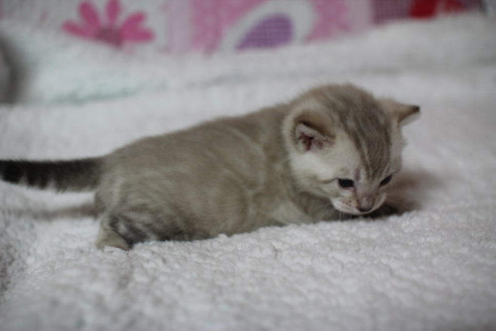 어메이징 스노우 뱅갈고양이 남아 많이 컸어요~ 관련 이미지 2