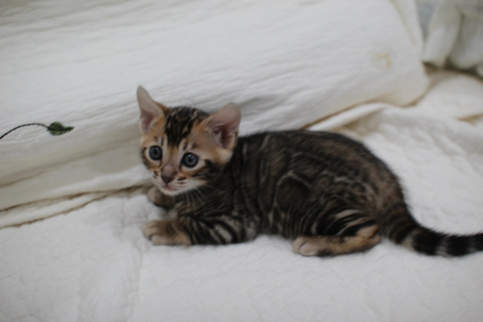 점점 개냥이가 되가는 브라운 뱅갈고양이 여아예요~ 관련 이미지 7