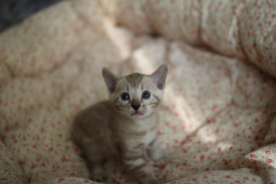 브라운,스노우뱅갈고양이 꼬맹이들 분양합니다~ 관련 이미지 9