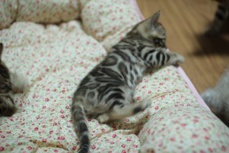 뱅갈고양이 예약된 여아예요~ 관련 이미지 2