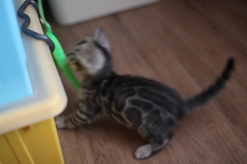 실버뱅갈고양이 남아 오늘 모습~ 관련 이미지 4