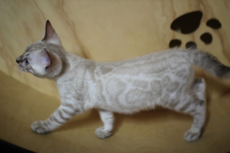 스노우 뱅갈고양이 맏형인 밍돌이예요~ 관련 이미지 7