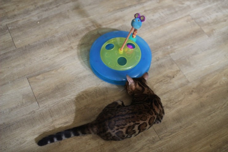 뱅갈고양이,뱅갈고양이 분양,오늘의 주인공은 링컨이 ㅎㅎㅎ.. 관련 이미지 6