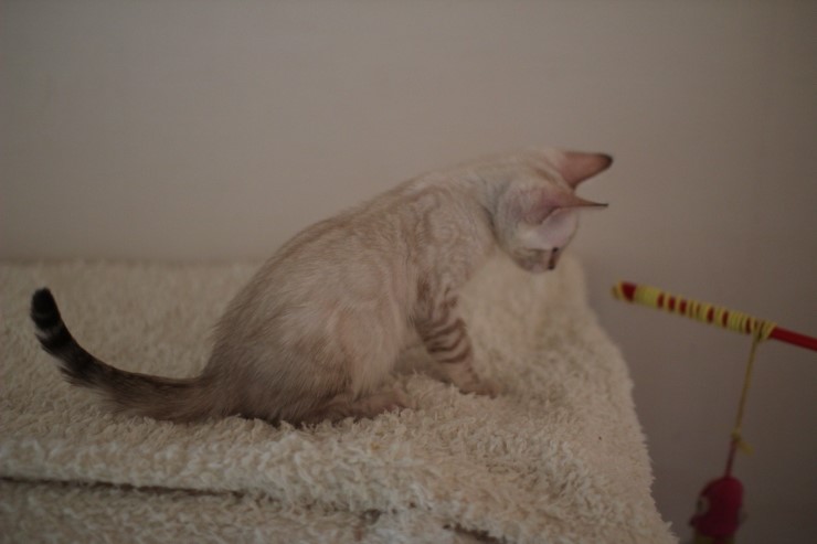 실링스 뱅갈고양이 키퍼 여아 많이 컸어요~ 관련 이미지 5