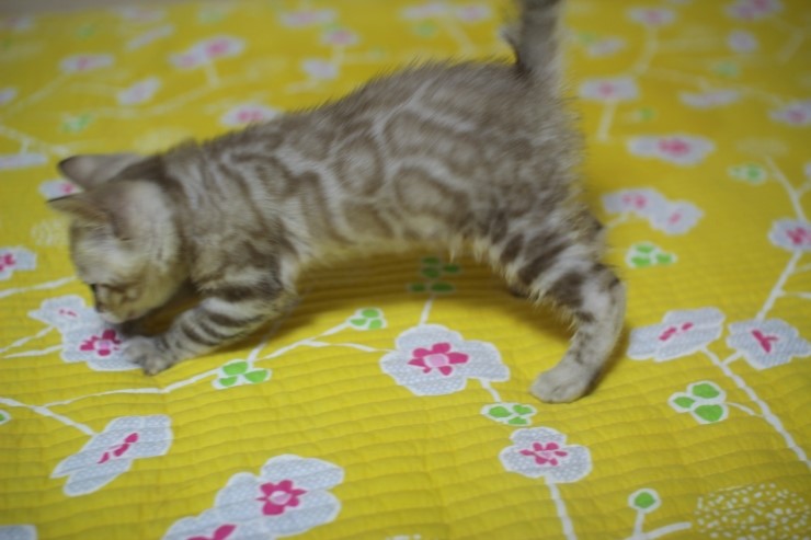 실밍크 뱅갈고양이 형과 아우에요~ 관련 이미지 4