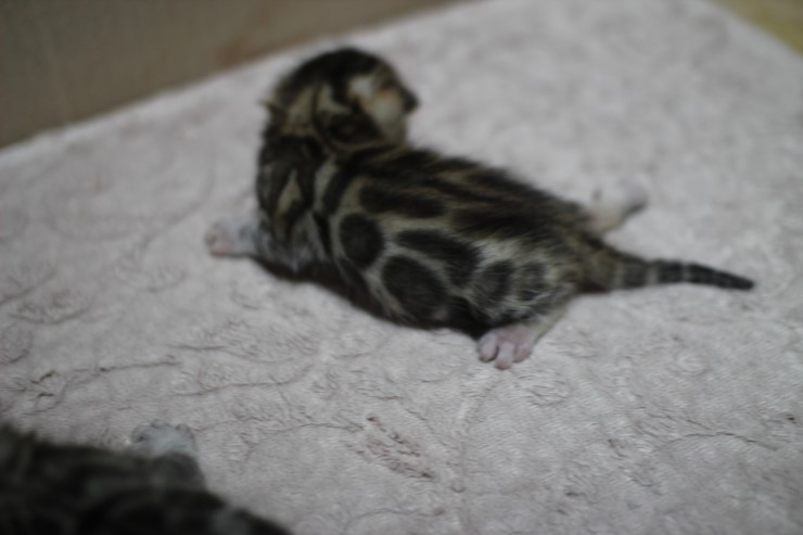 뱅갈고양이 자매 오늘 모습 입니다~ 관련 이미지 17