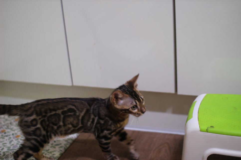 뱅갈고양이 분양중인 아이들~ 관련 이미지 10