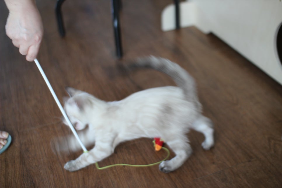 완전 강아지 같은 링스차콜 뱅갈고양이 남아 분양해여~ 관련 이미지 18