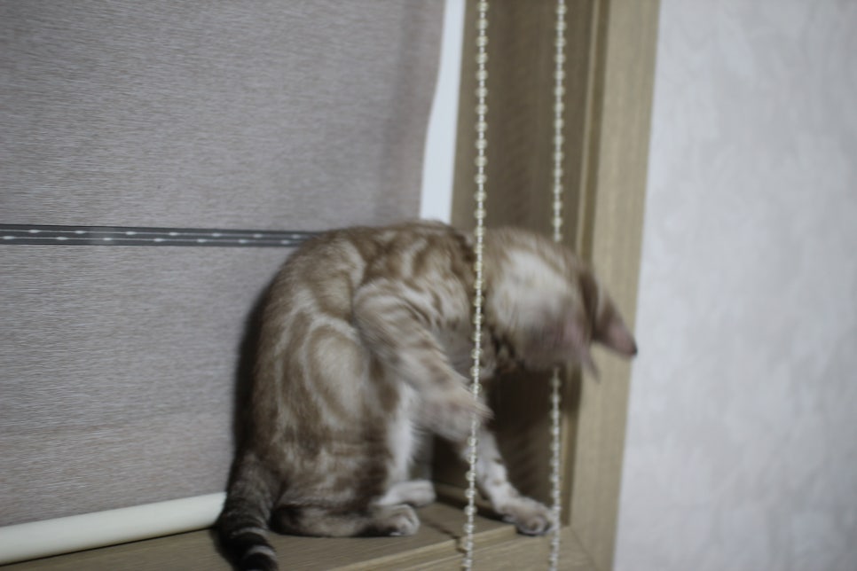 스노우뱅갈고양이 삼총사~ 관련 이미지 8