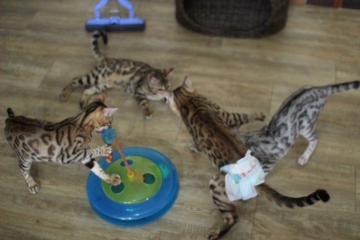 뱅갈고양이,실버뱅갈고양이,장난감 쟁탈전~~~ 관련 이미지 2