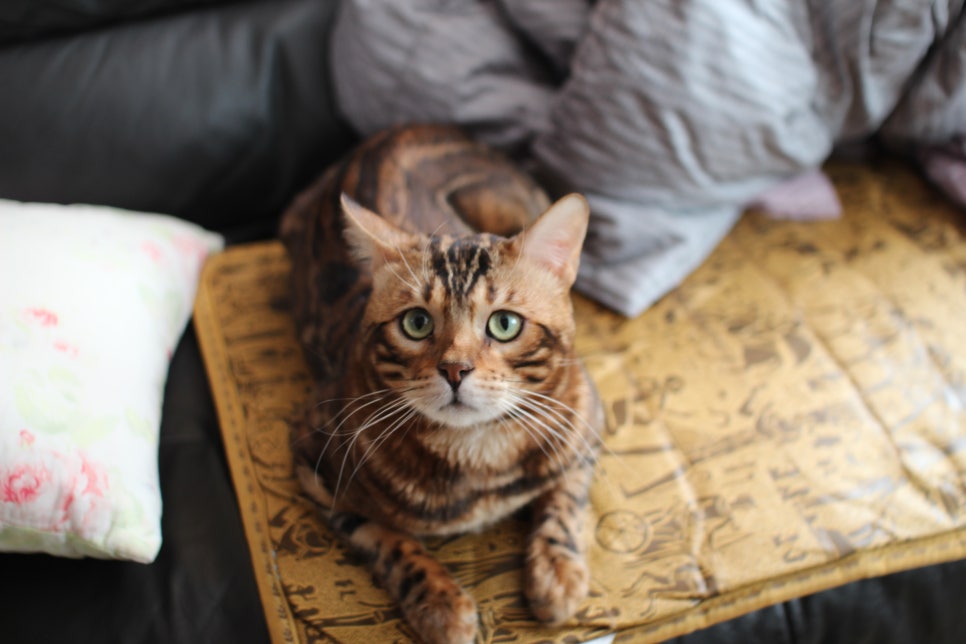 뱅갈고양이 블랙홀과 동희예요~ 관련 이미지 1