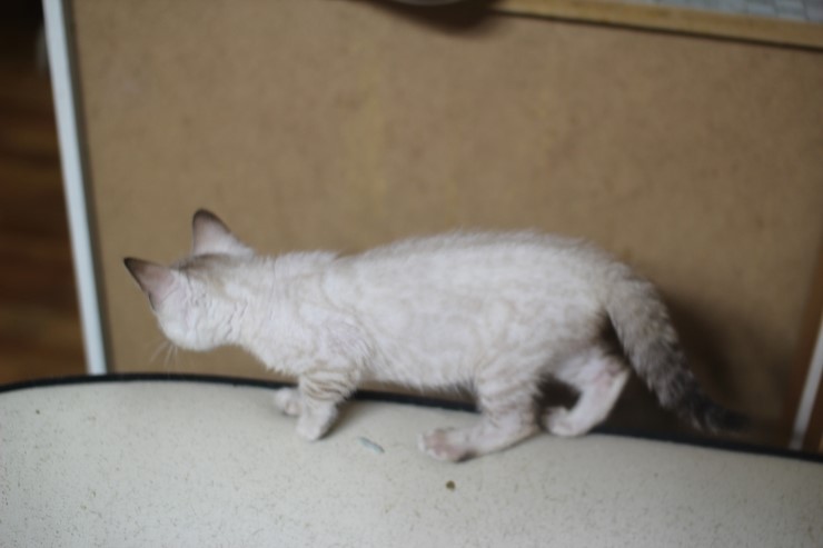 실링스 뱅갈고양이 키퍼여아 입니다~ 관련 이미지 8