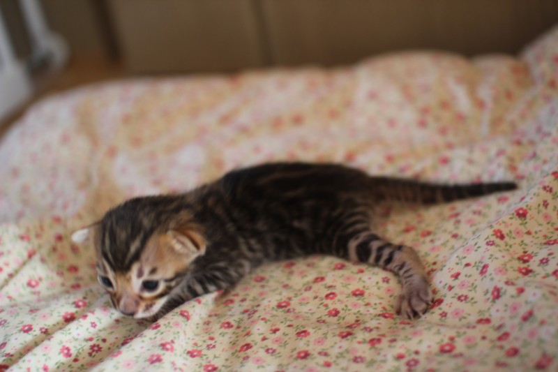 브라운 뱅갈고양이 남아 분양해요~ 관련 이미지 5