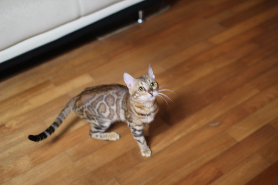 소유뱅갈캐터리 세라예요~ 관련 이미지 3