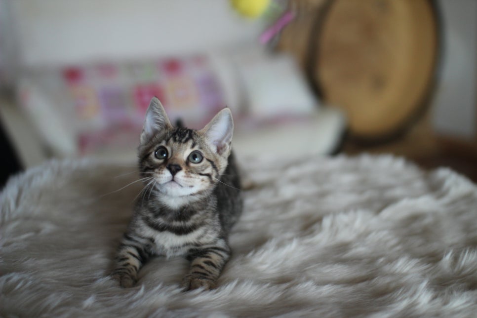 뱅갈고양이분양 멋진 빅로젯 아이들~ 관련 이미지 29