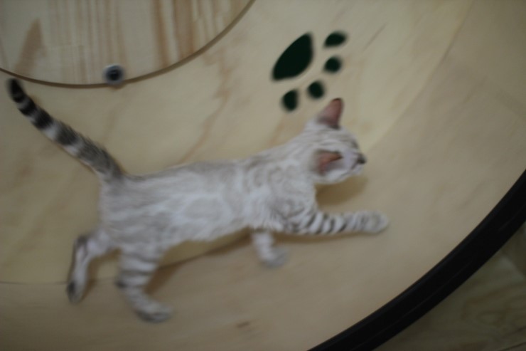 스노우뱅갈고양이 초아가 오늘부터 캣휠 선수가 됬습니다~~~ 관련 이미지 9