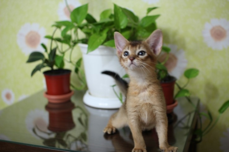 아비 꼬맹이들~ 관련 이미지 6