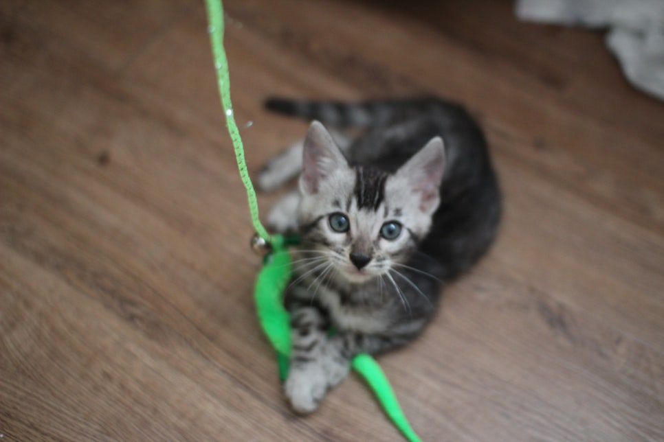 실버뱅갈고양이 남아 오늘 모습~ 관련 이미지 1