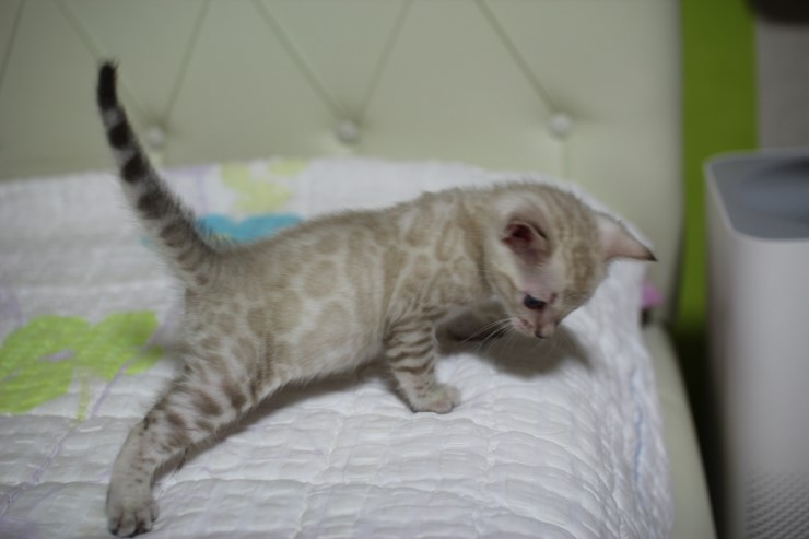 실링스 스노우 뱅갈고양이 남아예요~ 관련 이미지 13