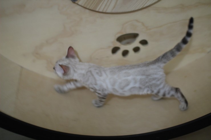 스노우뱅갈고양이 초아가 오늘부터 캣휠 선수가 됬습니다~~~ 관련 이미지 5