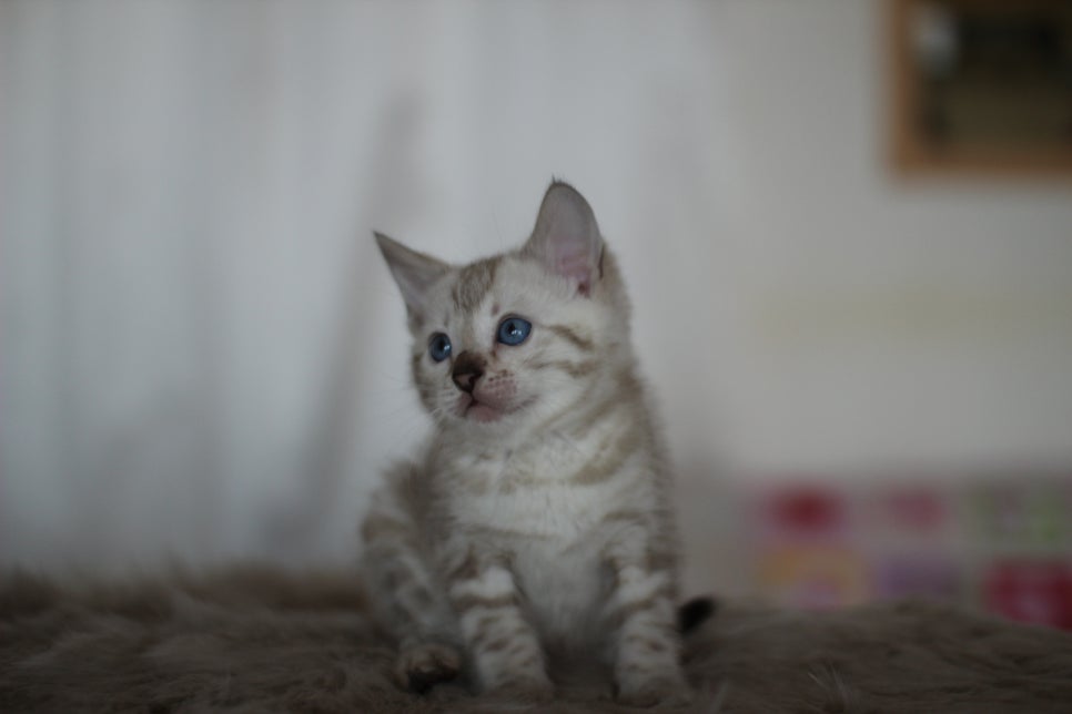 뱅갈고양이분양 멋진 빅로젯 아이들~ 관련 이미지 15