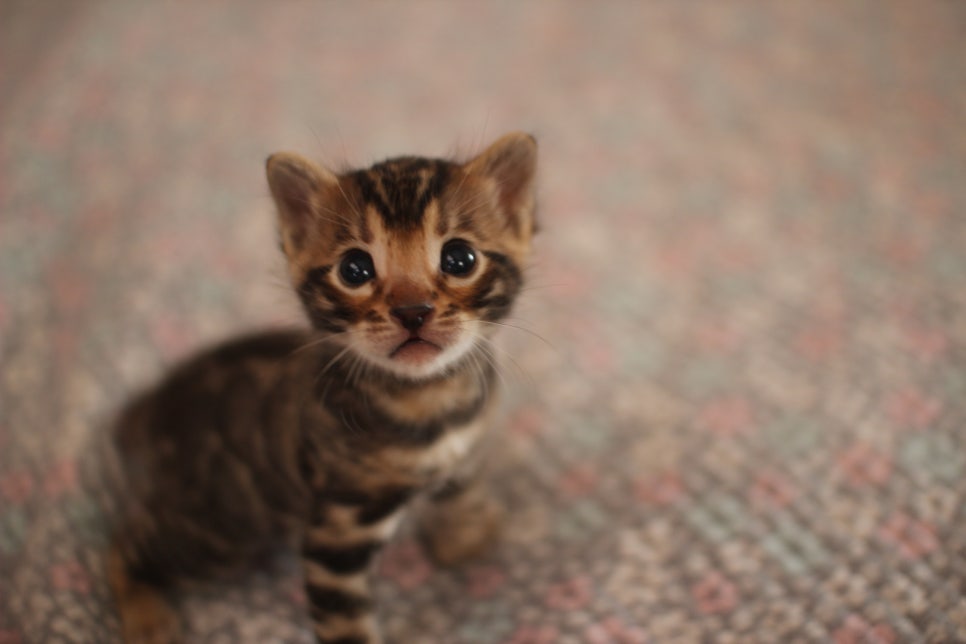 빅로젯 뱅갈남아 분양해요~ 관련 이미지 3