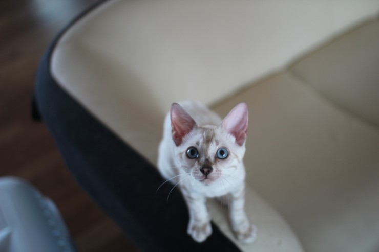 실버랑 스노우 뱅갈고양이 입니다~ 관련 이미지 5