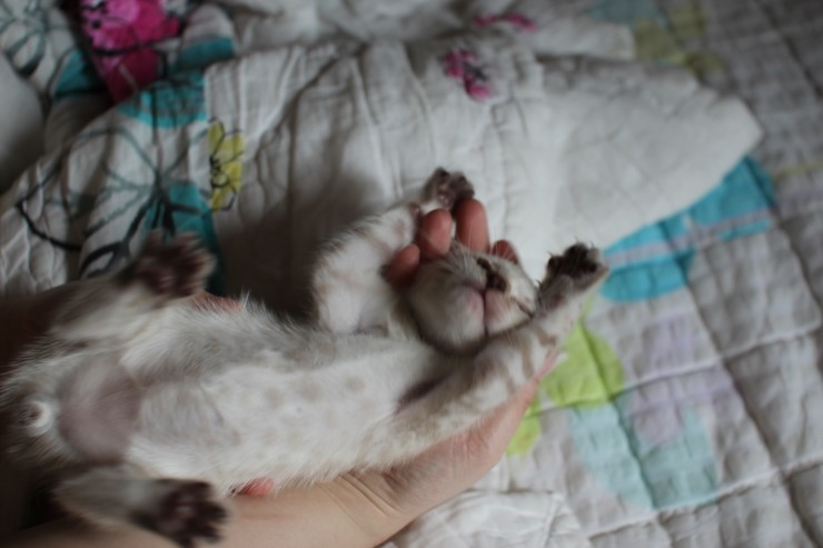 개냥이가 되어가는 실링스 뱅갈고양이 남아예요~ 관련 이미지 3