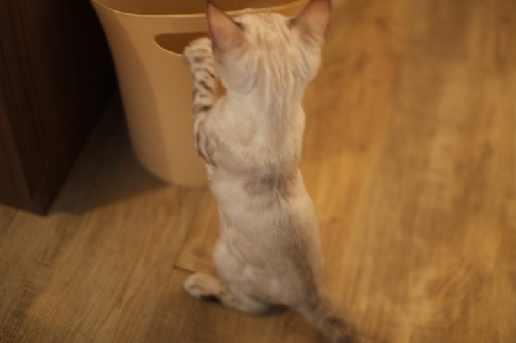 뱅갈고양이,뱅갈고양이분양,식탐쟁이 스노우뱅갈고양이 초아~~~ 관련 이미지 1