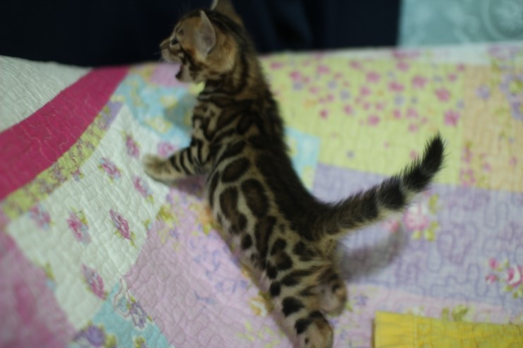 뱅갈고양이 4남매 건강하고 멋지게 성장하고 있습니다^^ 관련 이미지 3