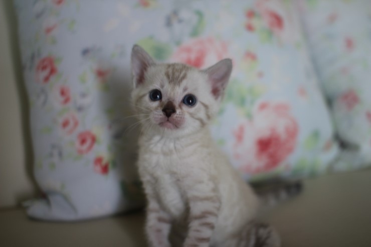 스노우 뱅갈고양이 흰둥이 예약 분양 합니다~ 관련 이미지 8