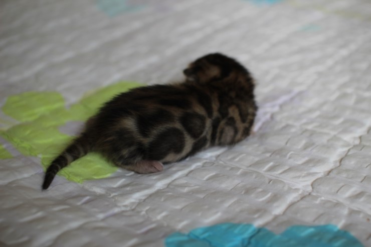뱅갈고양이 꼬물이 여아 두아이 예약 분양 해요~ 관련 이미지 10