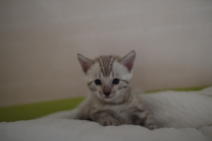 뱅갈고양이 분양 그냥 지나칠수 없을걸? 관련 이미지 30