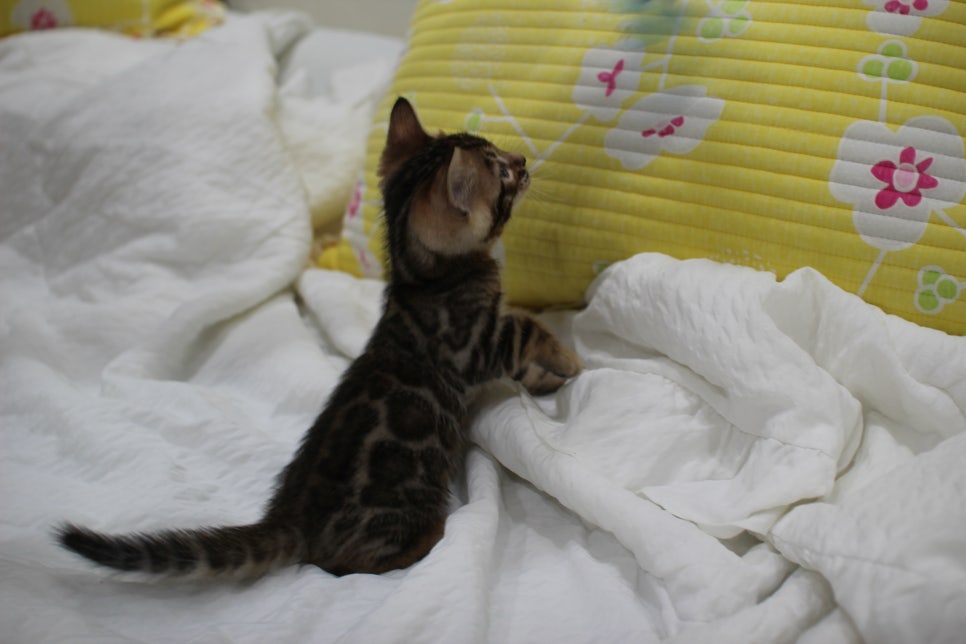 순둥이 개냥이 뱅갈고양이 남아5 분양해요~ 관련 이미지 12