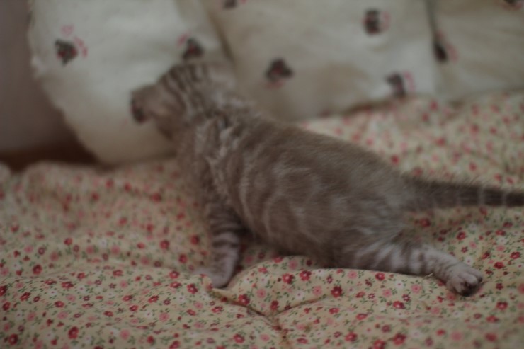 뱅갈고양이 분양 오묘한 매력에 칼라 스노우밍크 관련 이미지 7