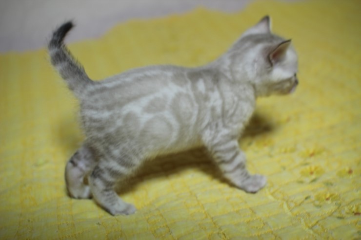 스노우 뱅갈고양이 밍돌이~ 관련 이미지 2