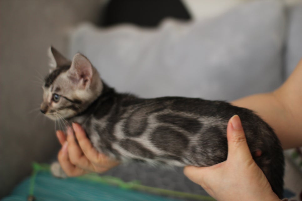 클라우드 로젯 실버뱅갈고양이 남아 분양해요~ 관련 이미지 2