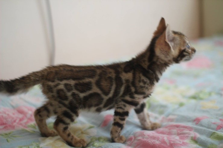 브라운 뱅갈고양이 남아 레모나예요~ 관련 이미지 2