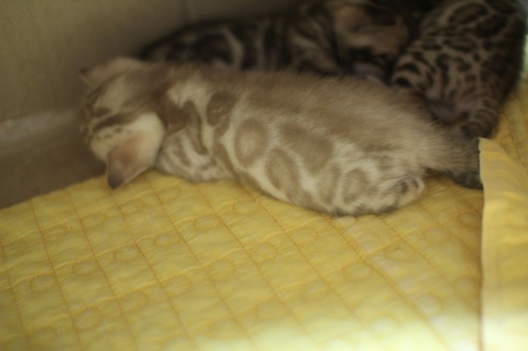 스노우 밍크 뱅갈고양이 남아 예약 분양 합니다~ 관련 이미지 4