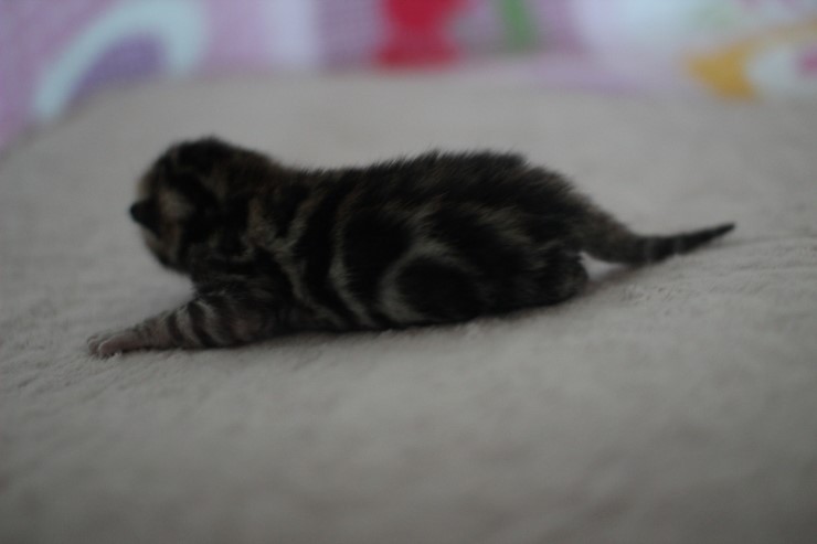 소유뱅갈고양이 캐터리 키튼들 입니다~ 관련 이미지 1