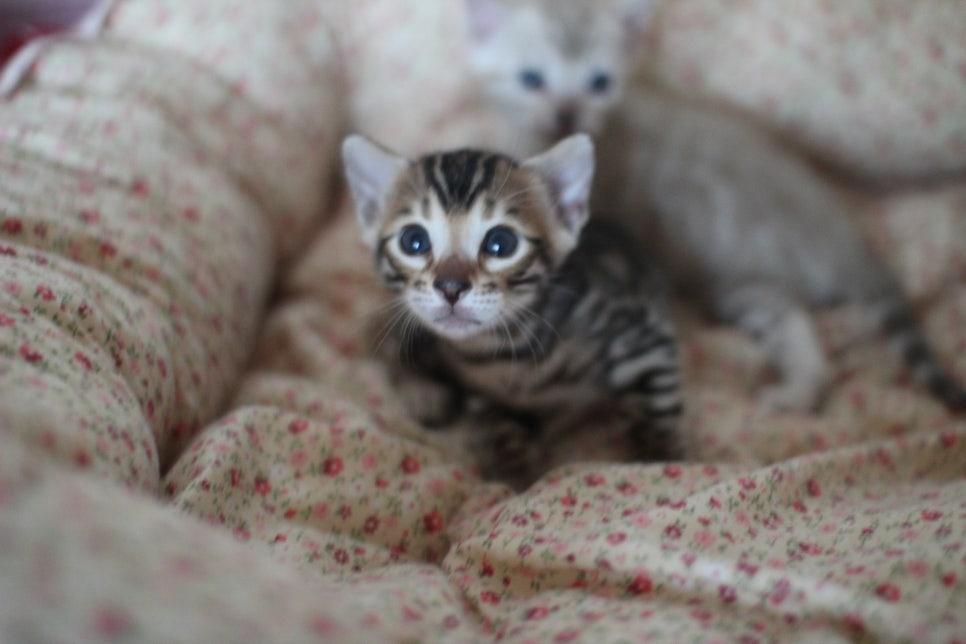 뱅갈고양이 꼬맹이들 사진전 ㅎㅎ 관련 이미지 7