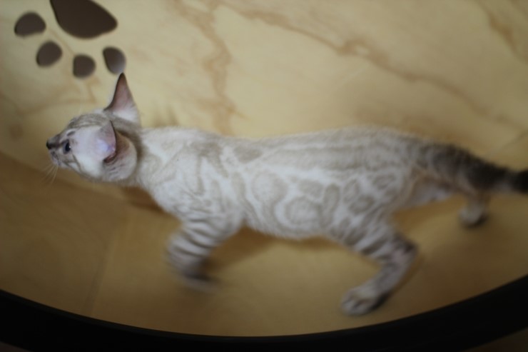 스노우 뱅갈고양이 맏형인 밍돌이예요~ 관련 이미지 3