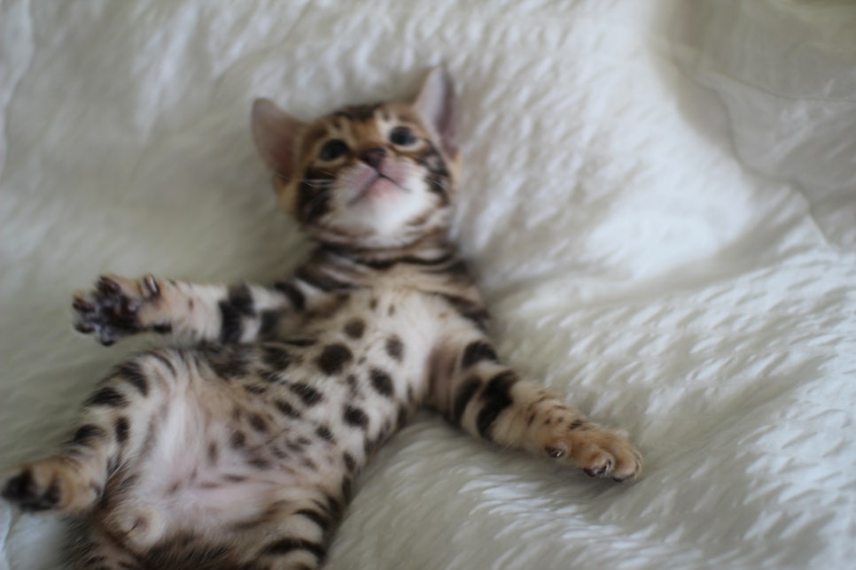 미남 뱅갈고양이에 애교발사~ 관련 이미지 5