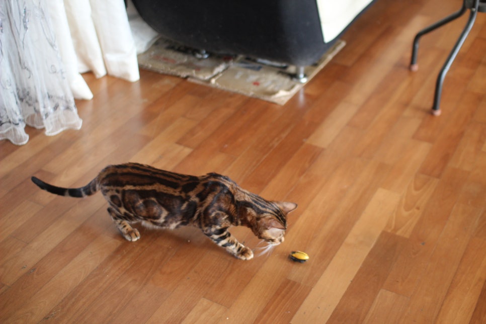 소유뱅갈캐터리 새로운 종묘가 될 남아 입니다~ 관련 이미지 15