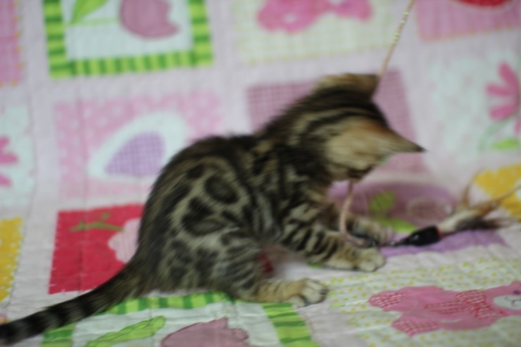 뱅갈고양이 분양 진정한 개냥이란? 관련 이미지 22